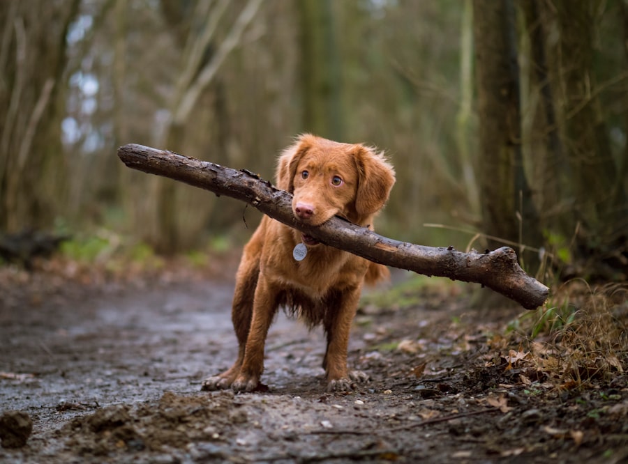 slip lead for dogs