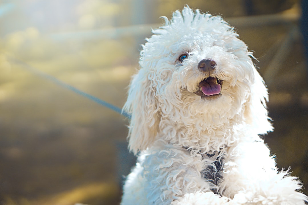 Photo Happy Pup