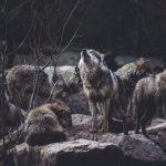 Photo wolves