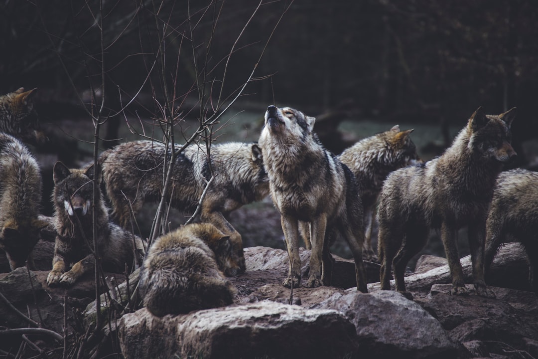 Photo wolves